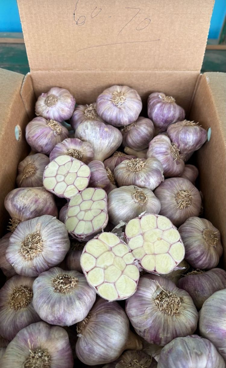 Egyptian Garlic Packed Box