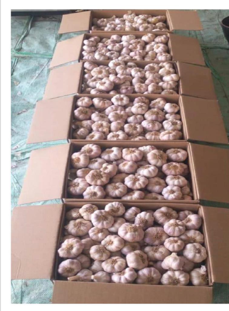 Egyptian Garlic Export Cartons