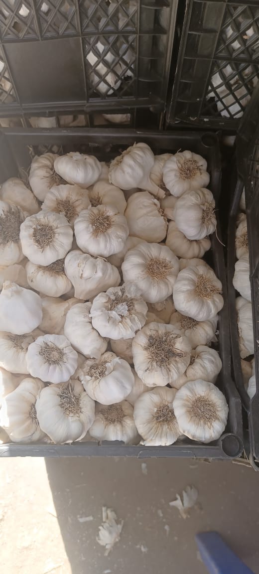 Egyptian Garlic Graded Crate