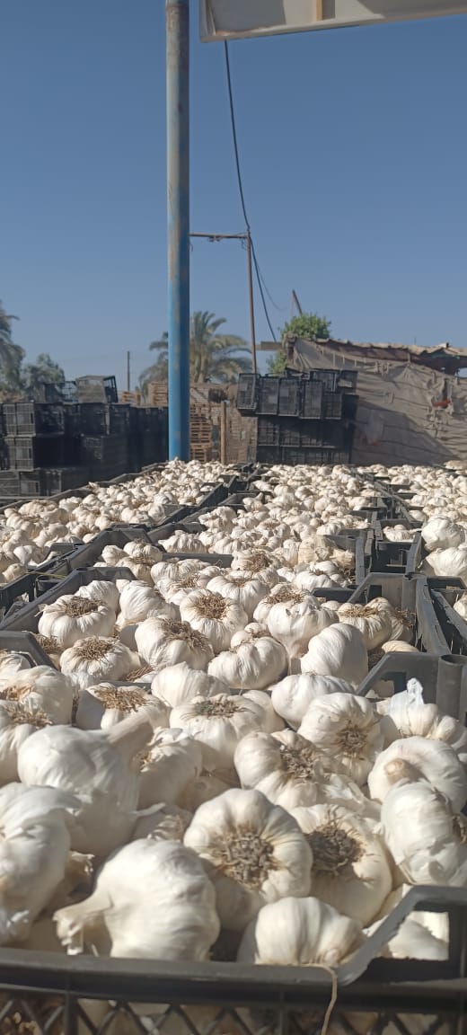 Egyptian Garlic Sun Curing