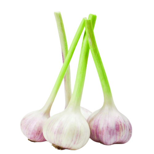 Fresh Green Garlic Egyptian Fresh Green Garlic Export from Egypt
