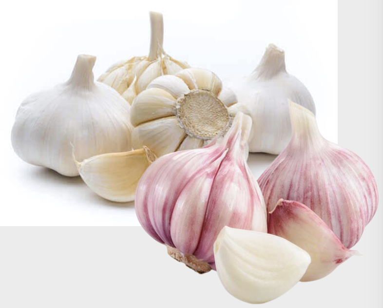 White Garlic Egyptian White Garlic Export from Egypt