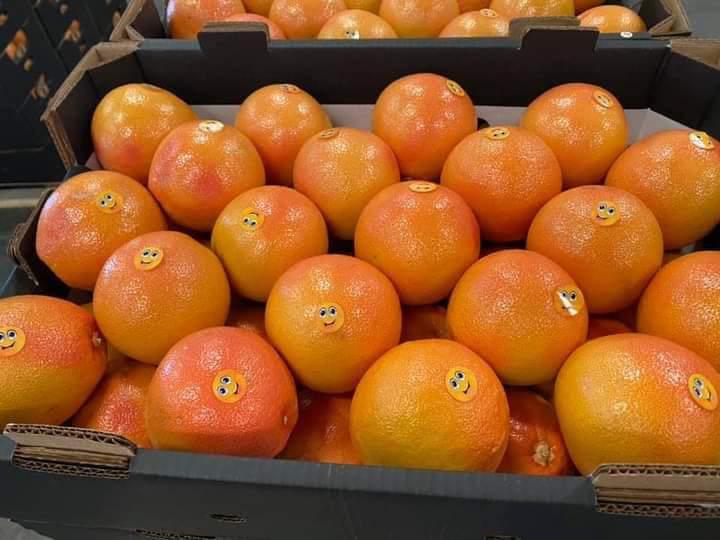 Egyptian Grapefruit Ready To Ship