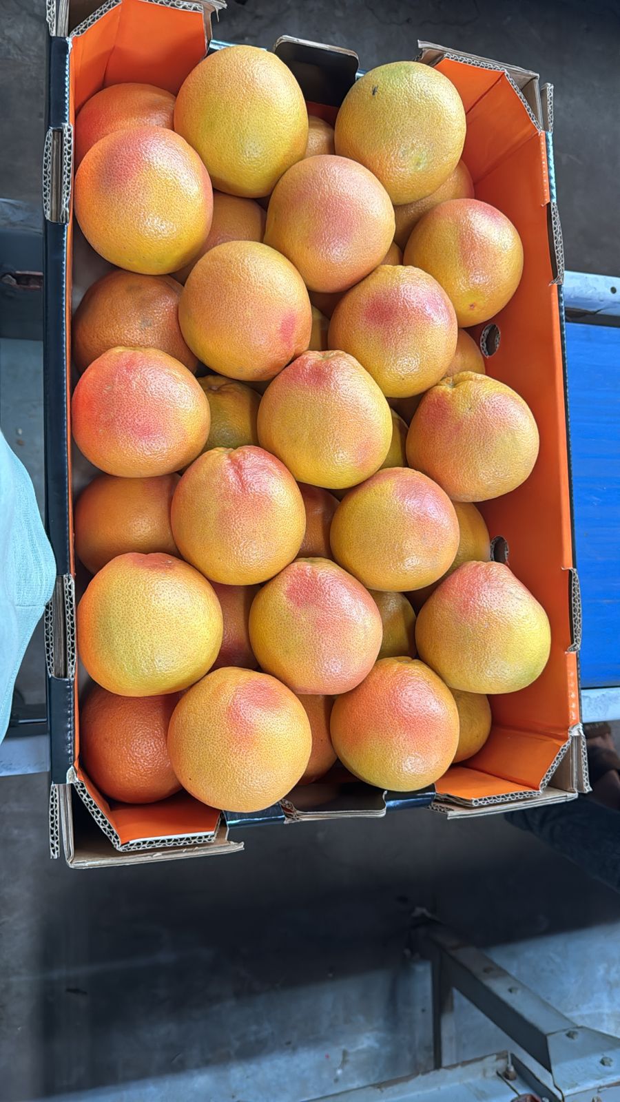 Egyptian Grapefruit Export Carton