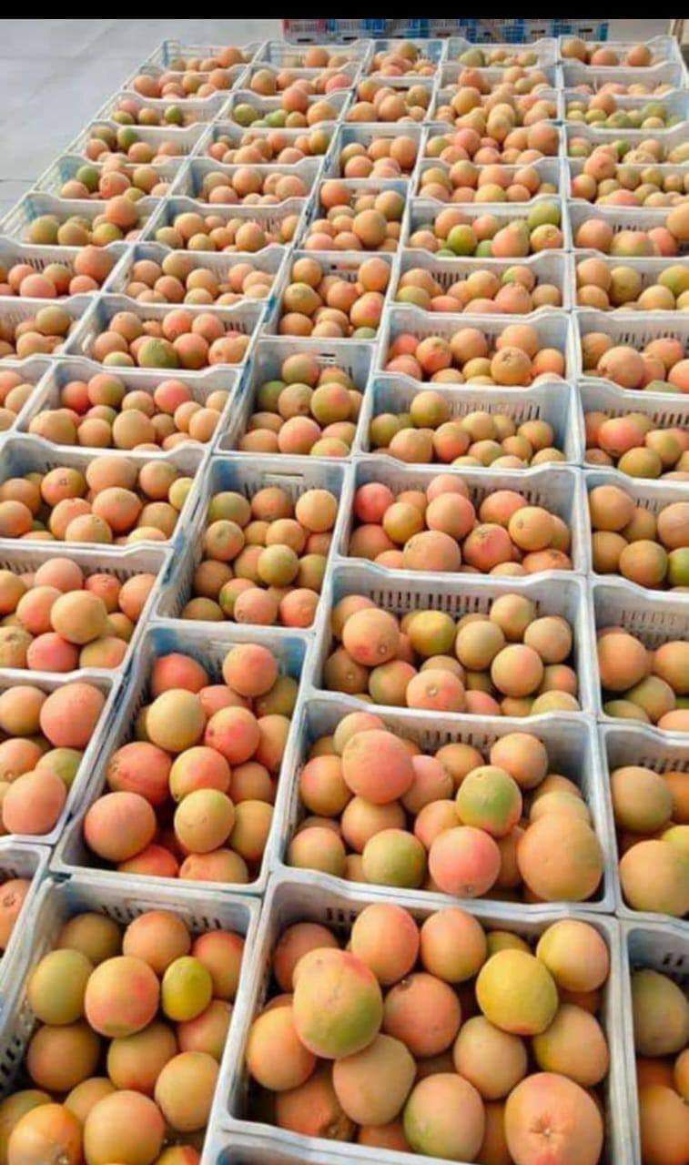 Egyptian Grapefruit Packing House