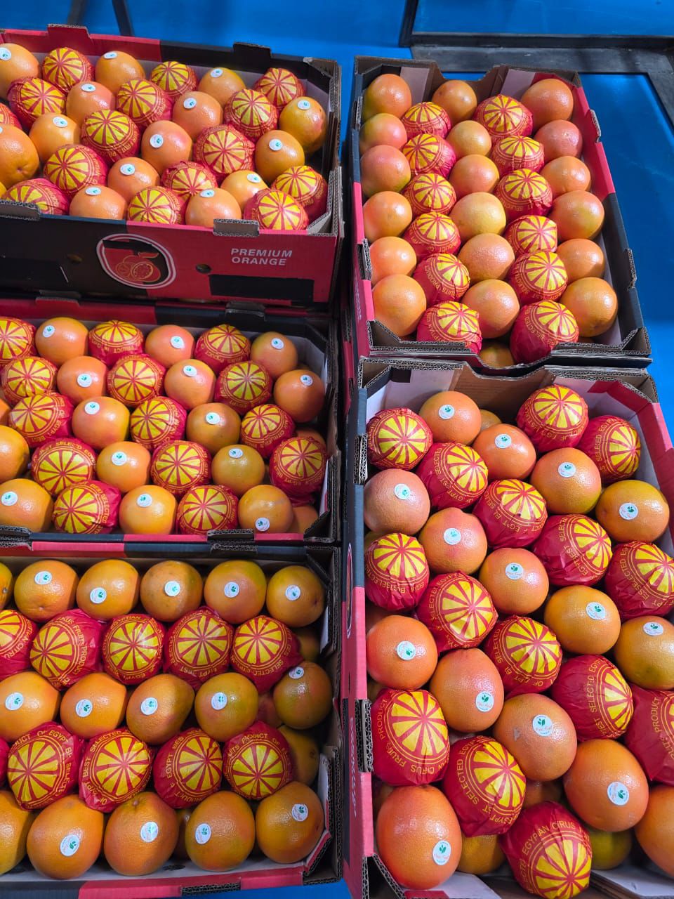 Egyptian Grapefruit Packed & Wrapped
