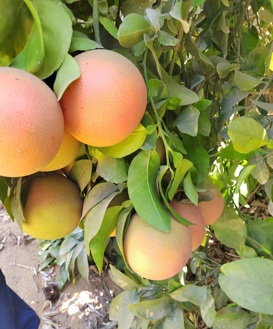 Egyptian Grapefruit On The Tree
