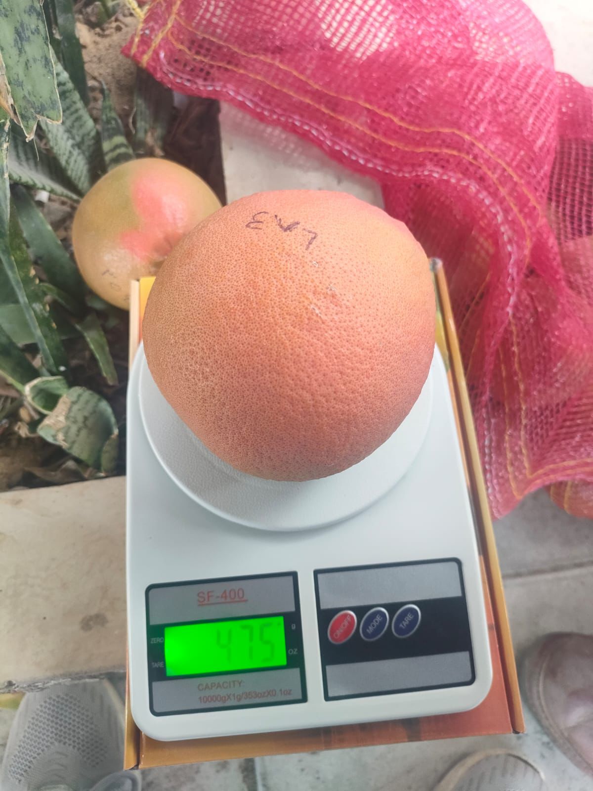 Egyptian Grapefruit Premium Size & Weight