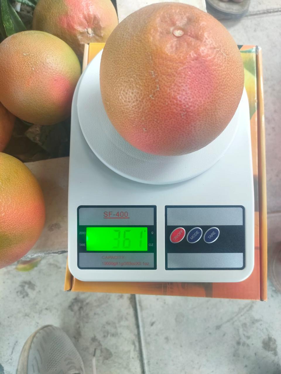Egyptian Grapefruit Premium Size & Weight