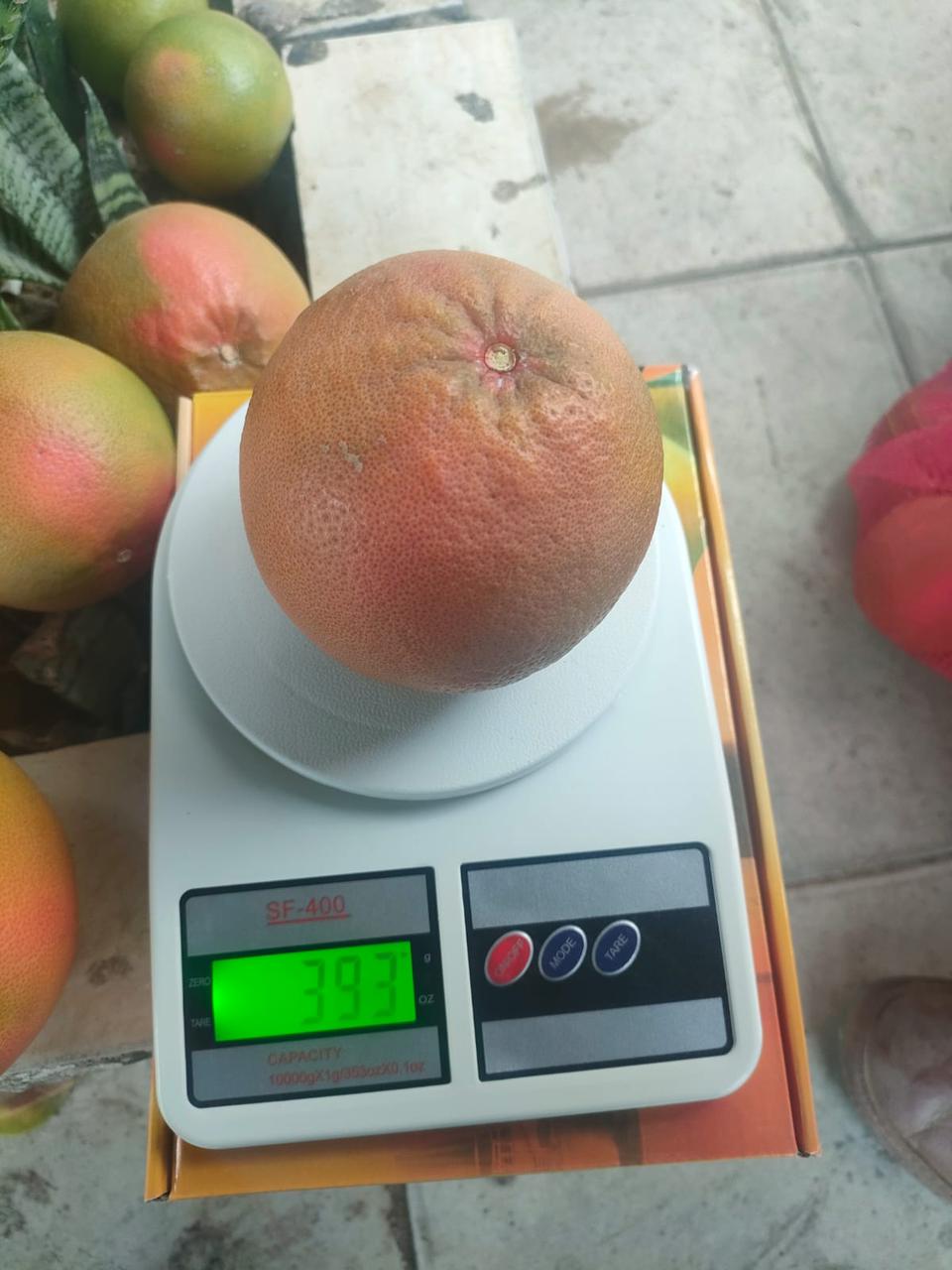 Egyptian Grapefruit Premium Size & Weight
