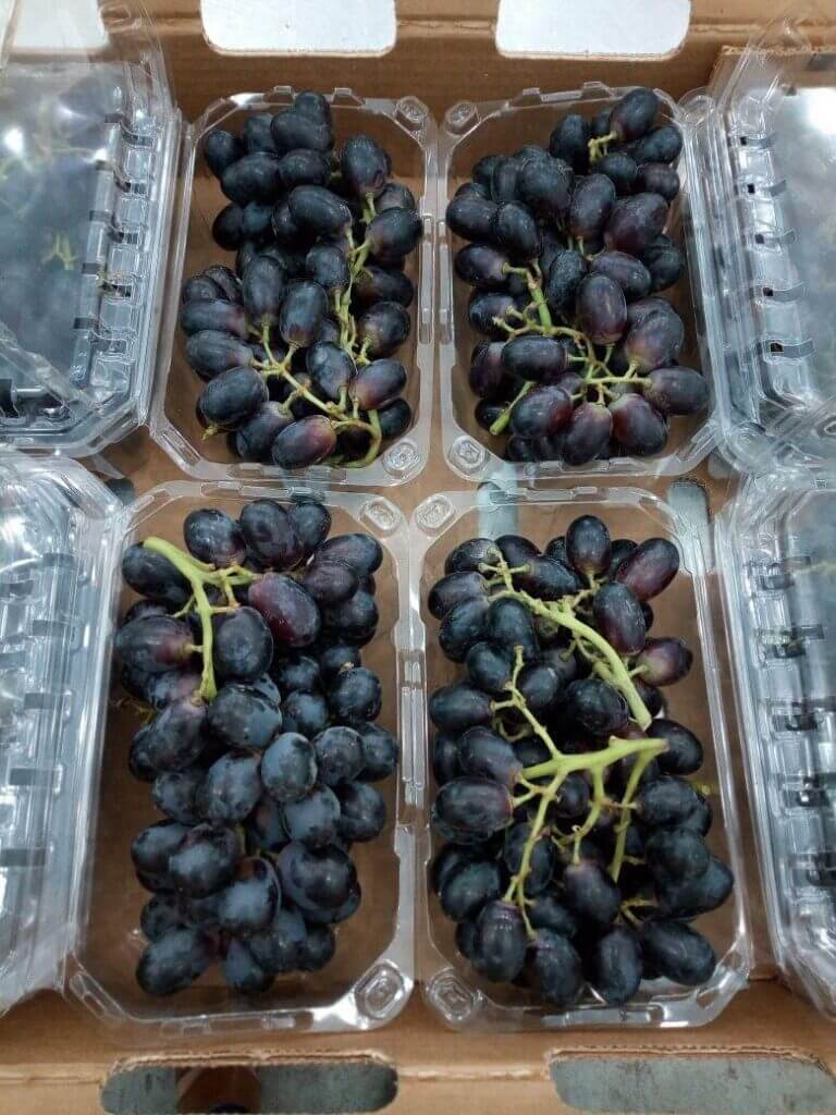 Egyptian Grapes Black Grapes Packed