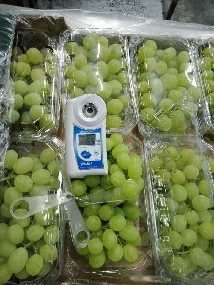 Egyptian Grapes Brix Quality Check
