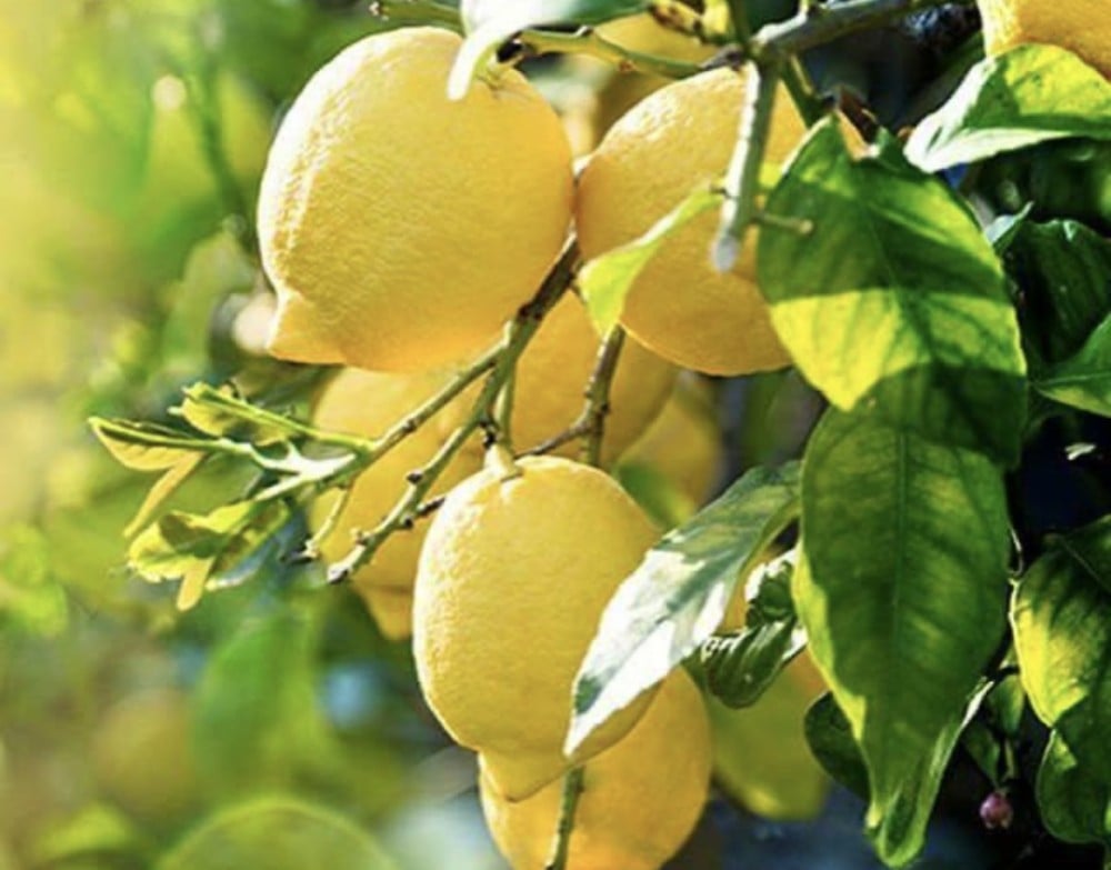 Egyptian Lemon Grown Under The Sun