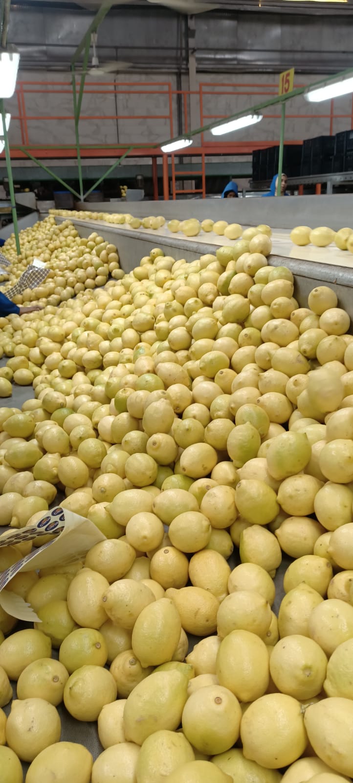 Egyptian Lemon Sorting & Grading
