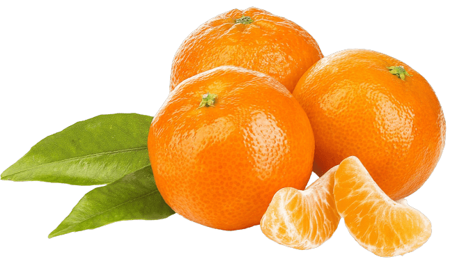 Fremont Egyptian Fremont Mandarin Export from Egypt