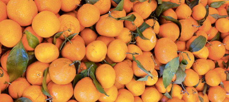 Egyptian Mandarin Harvest