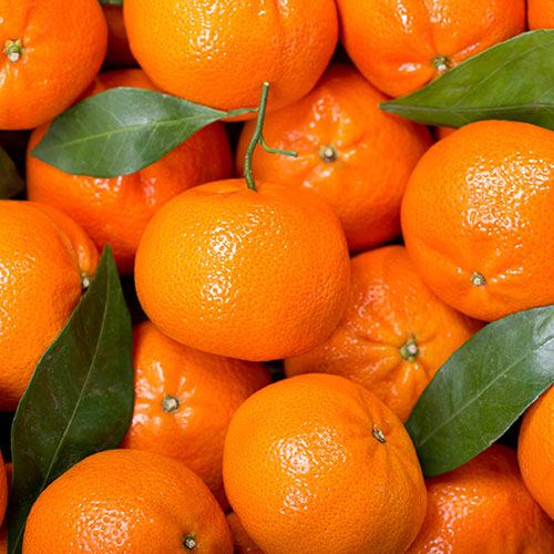 Egyptian Mandarin Fresh From The Tree