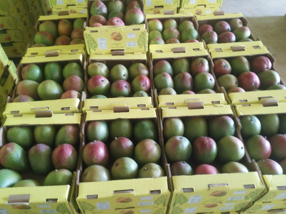 Egyptian Mango Ready To Ship