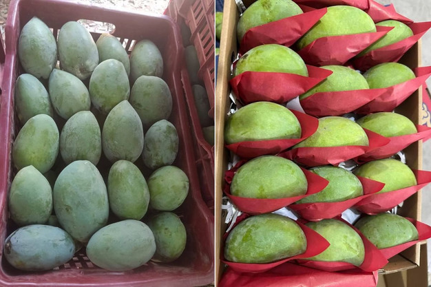 Egyptian Mango Wrapped & Graded