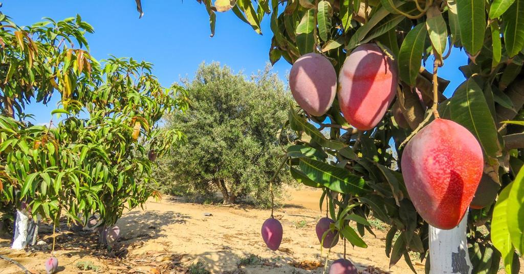 Egyptian Mango Our Orchards