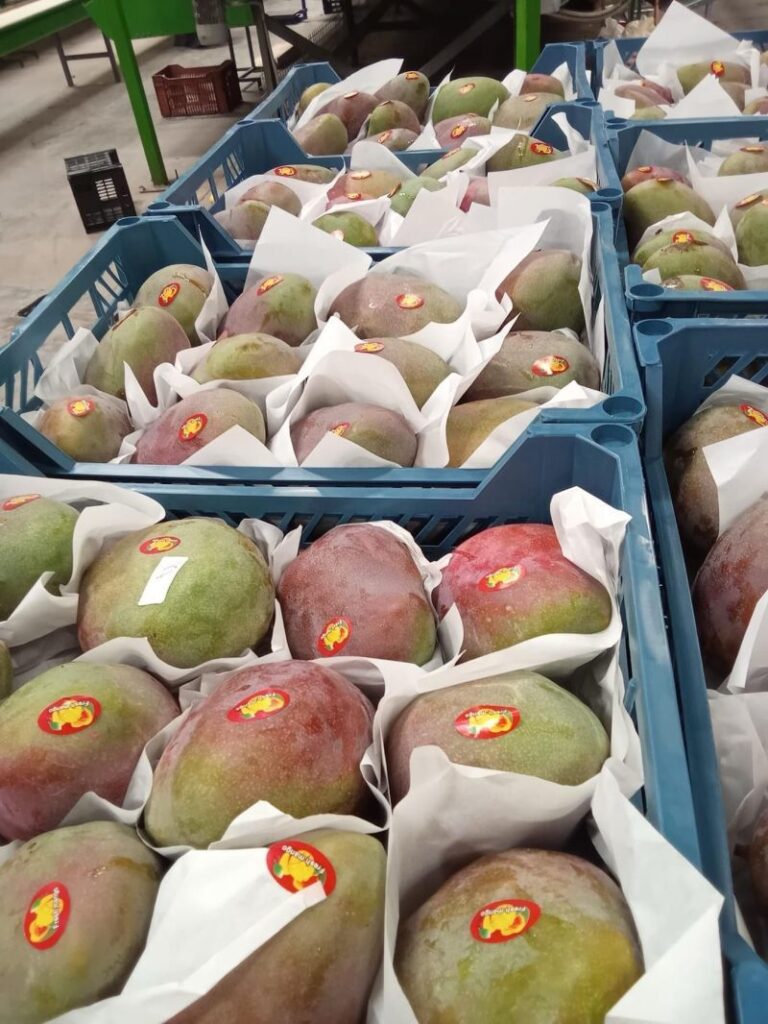 Egyptian Mango Packing House
