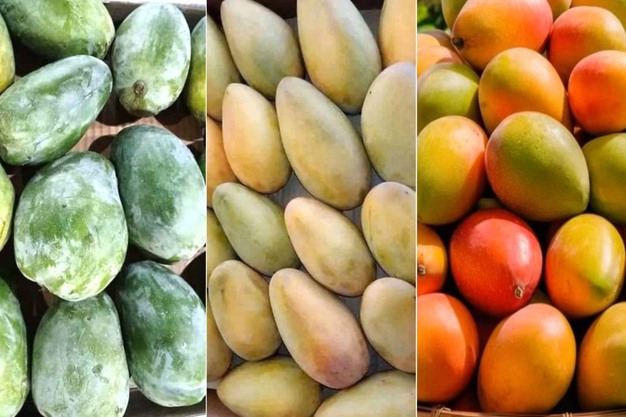 Egyptian Mango Variety Range