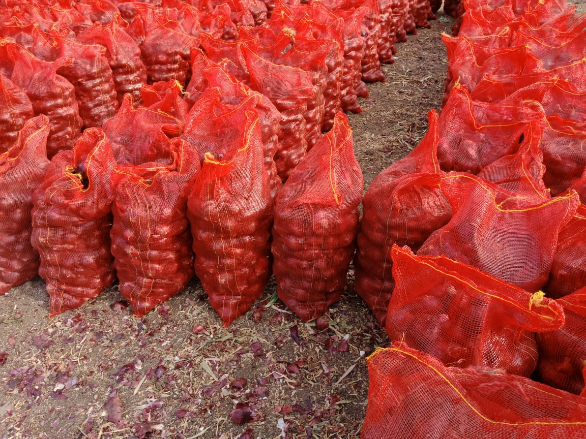 Egyptian Onion Field Packing