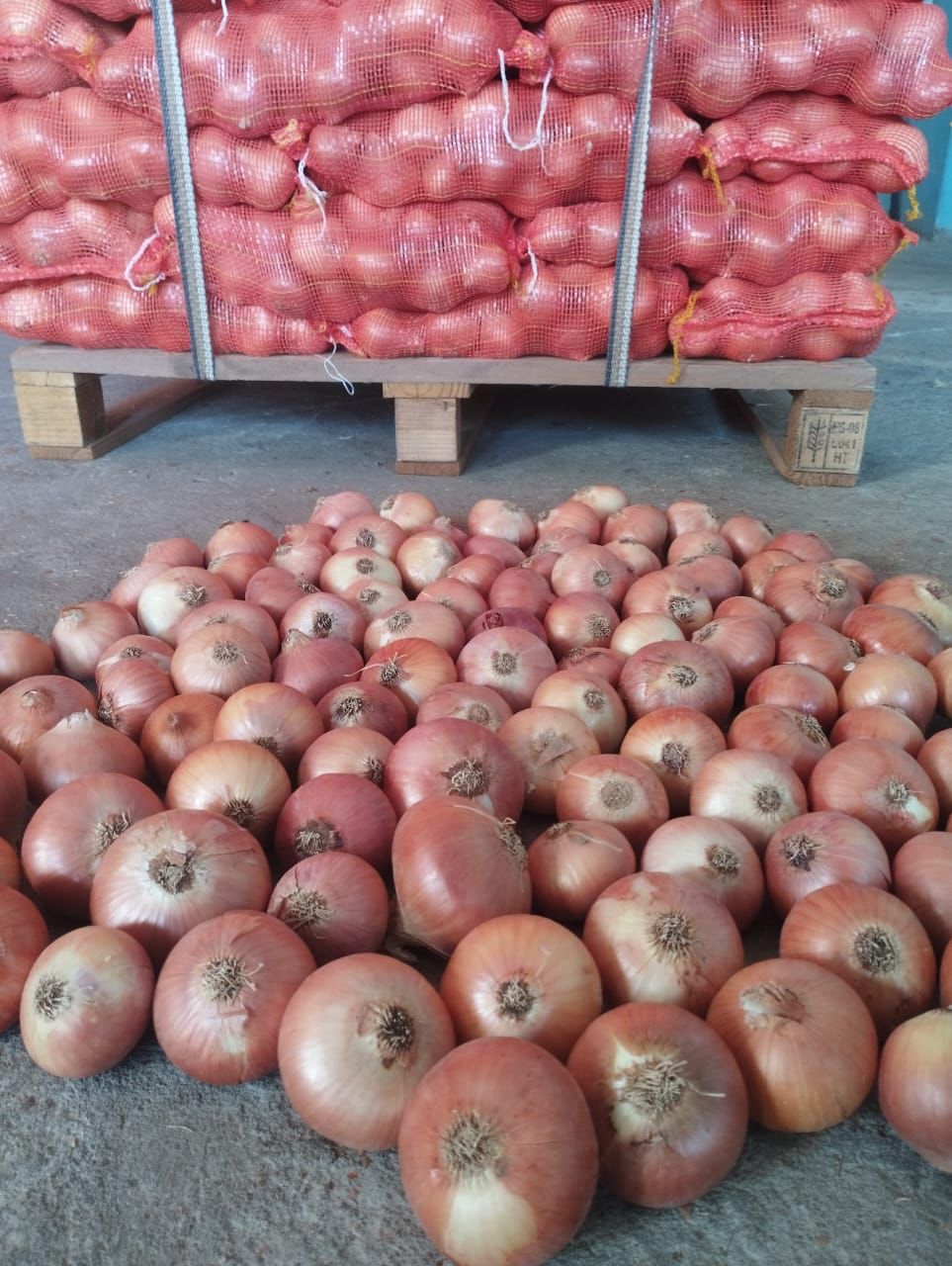Egyptian Onion Ready To Ship