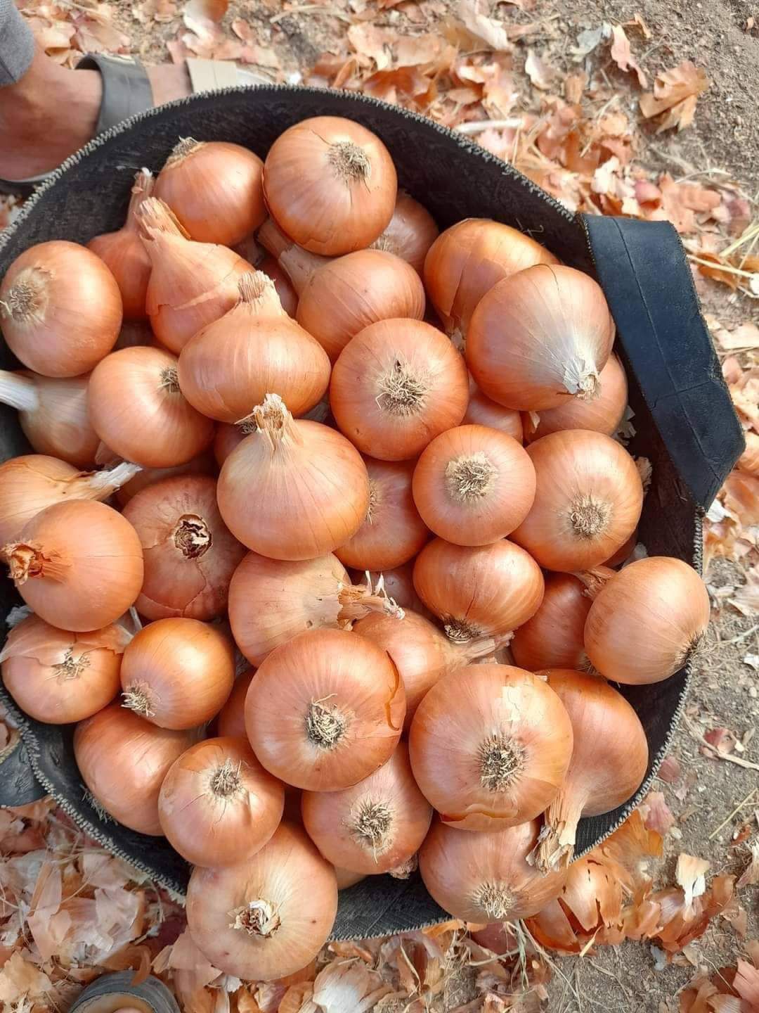 Yellow Onion Egyptian Yellow Onion Export from Egypt
