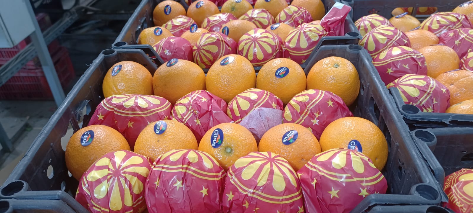 Navel Orange Egyptian Navel Orange Export from Egypt