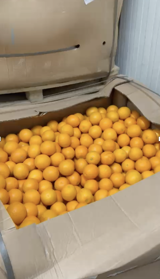 Egyptian Oranges Bulk Bins