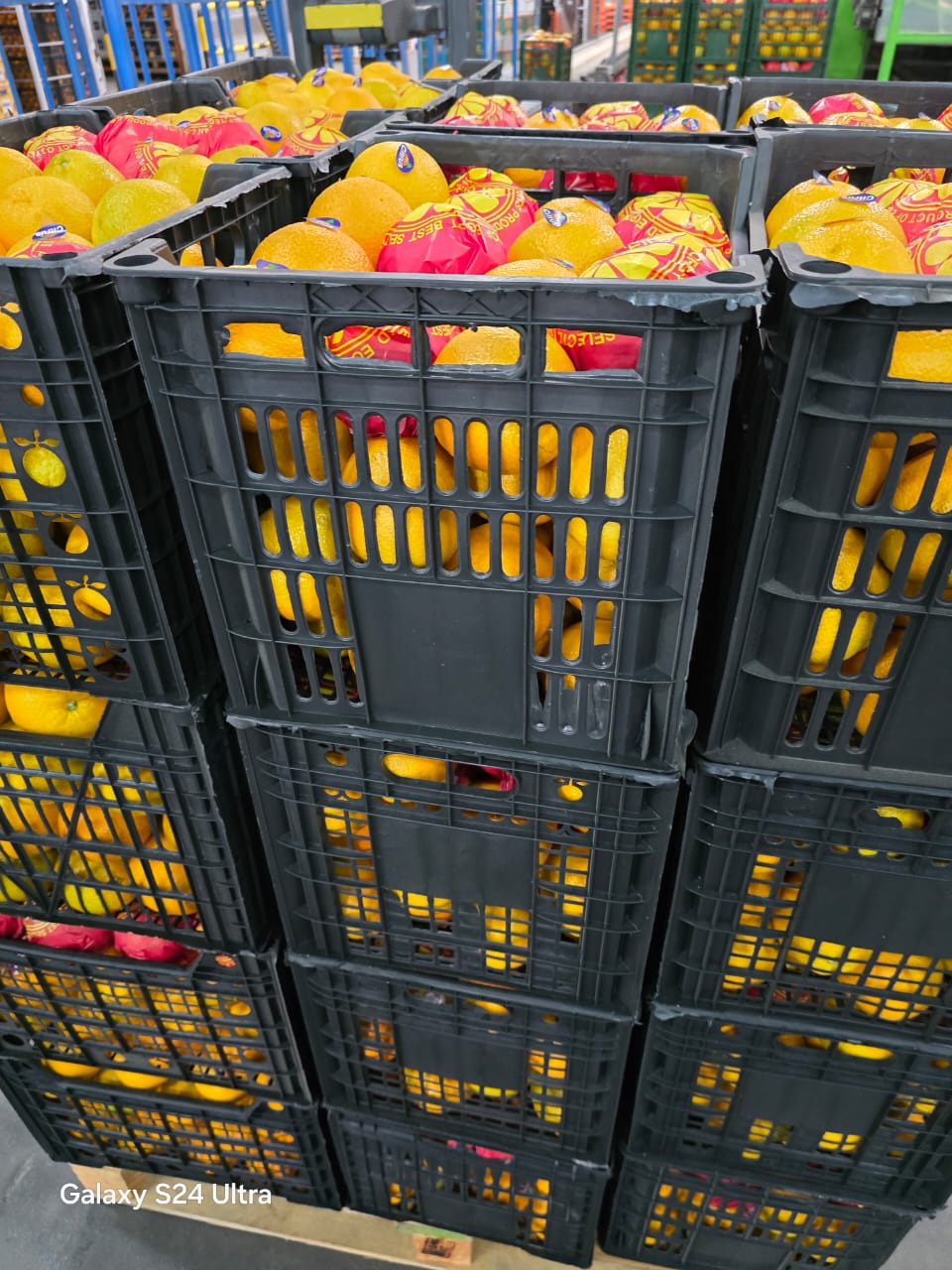 Egyptian Oranges Ready To Ship