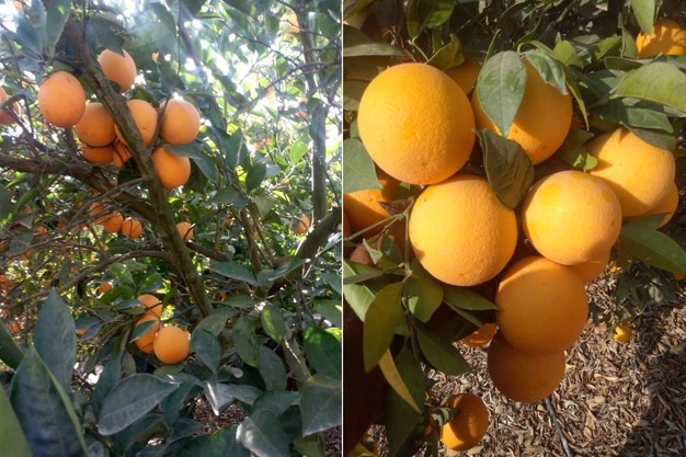 Egyptian Oranges Our Orchards