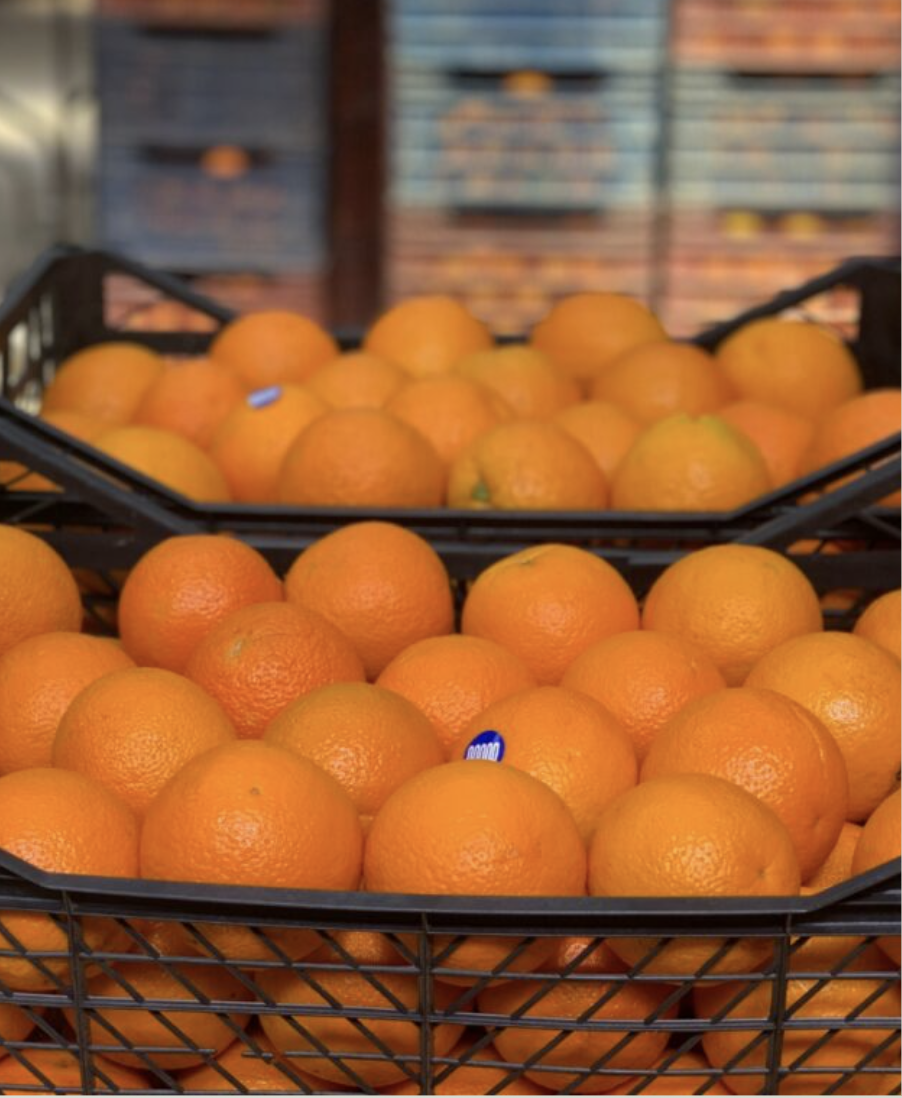 Egyptian Oranges Packing House