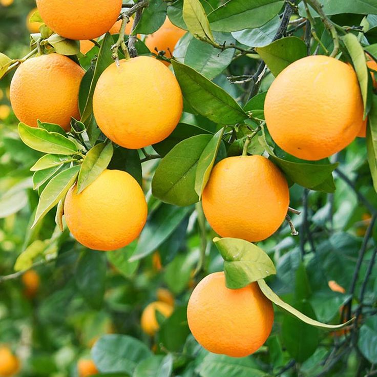 Egyptian Oranges On The Tree