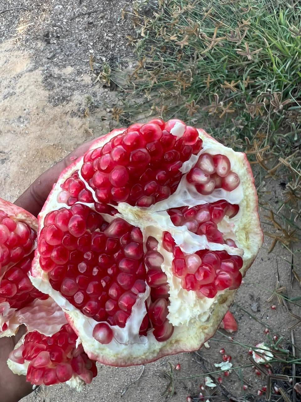 Baladi Egyptian Baladi Pomegranate Export from Egypt