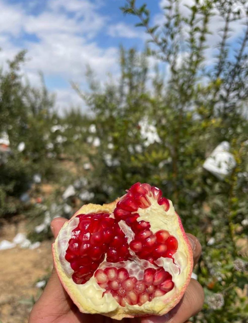 Manfalouti Egyptian Manfalouti Pomegranate Export from Egypt