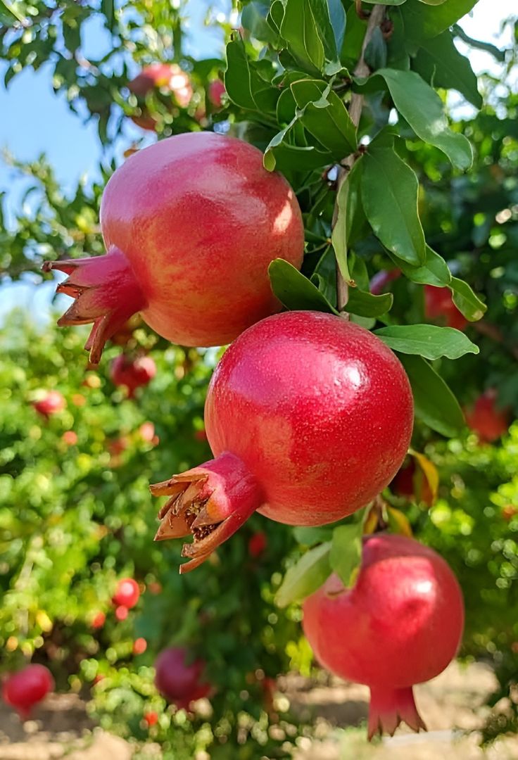 Egyptian Pomegranate On The Tree