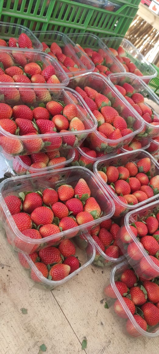 Egyptian Strawberry Export Crates
