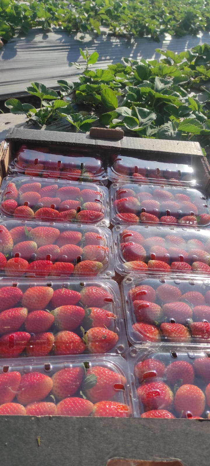 Egyptian Strawberry Field Packing