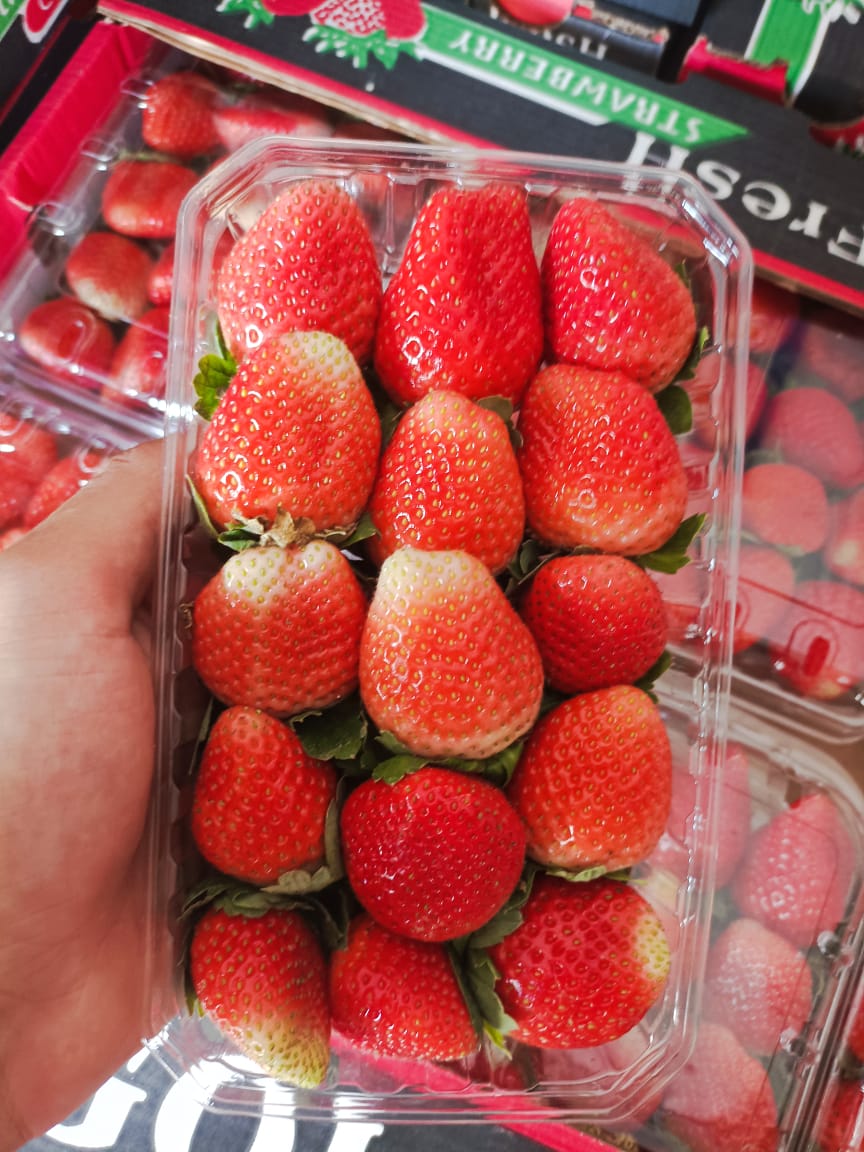 Florida Egyptian Florida Strawberry Export from Egypt