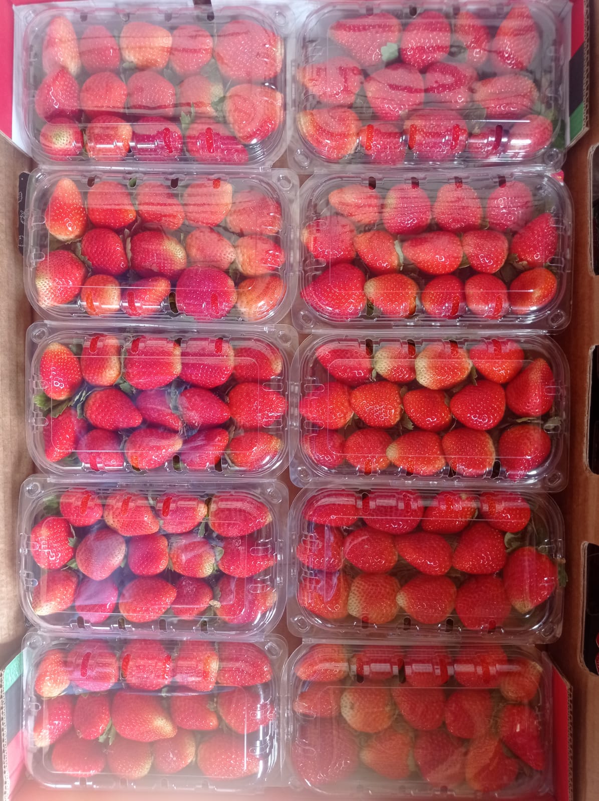Egyptian Strawberry Packed & Ready