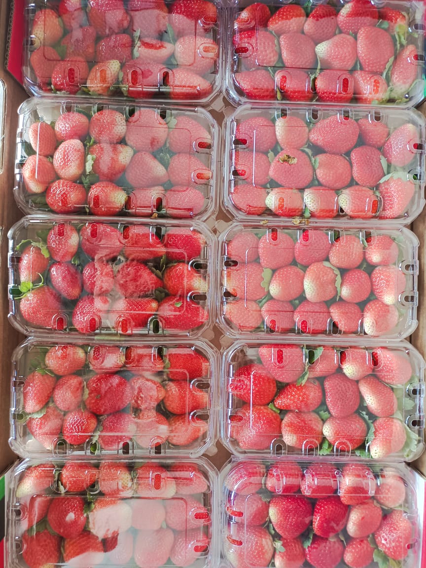 Egyptian Strawberry Retail Punnets