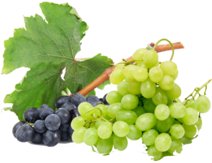 Select Greens one of The best Export Fruits and grapes Company's in Egypt