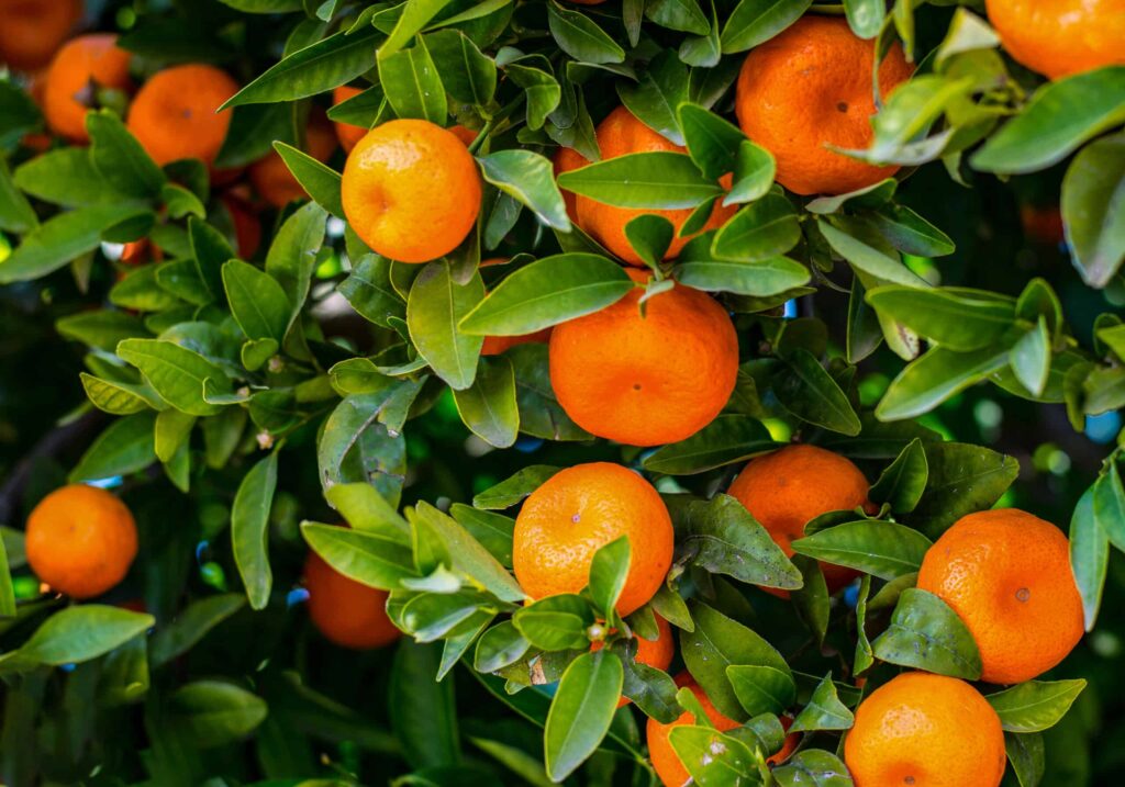 empresa exportadora de frutas y verduras en egipto naranja uvas