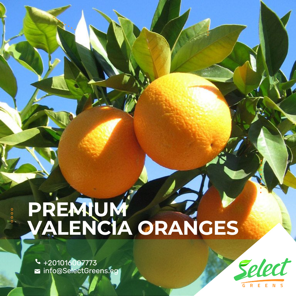 Unlocking the Flavorful Delights of Egyptian Valencia Oranges with Select Greens