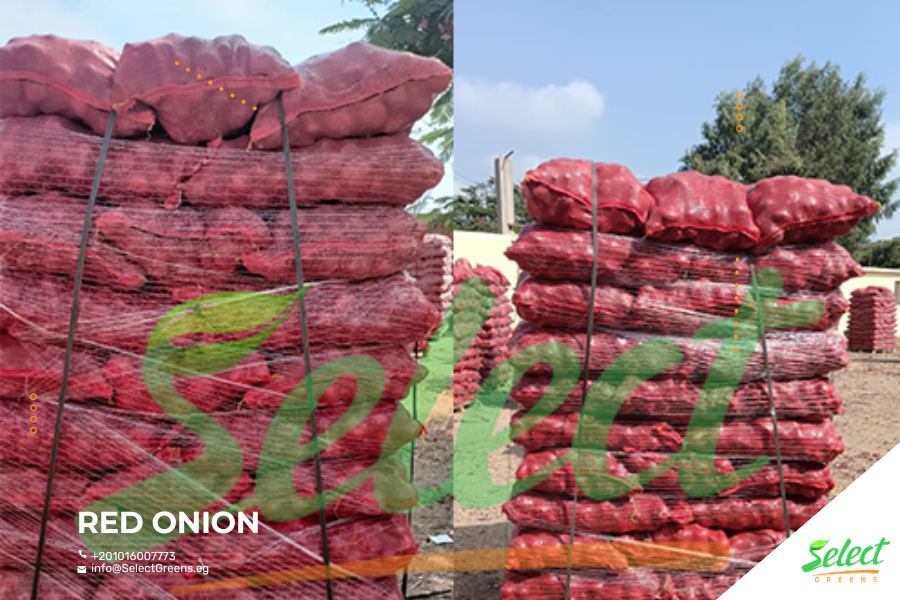 Export Red Onion from Egypt