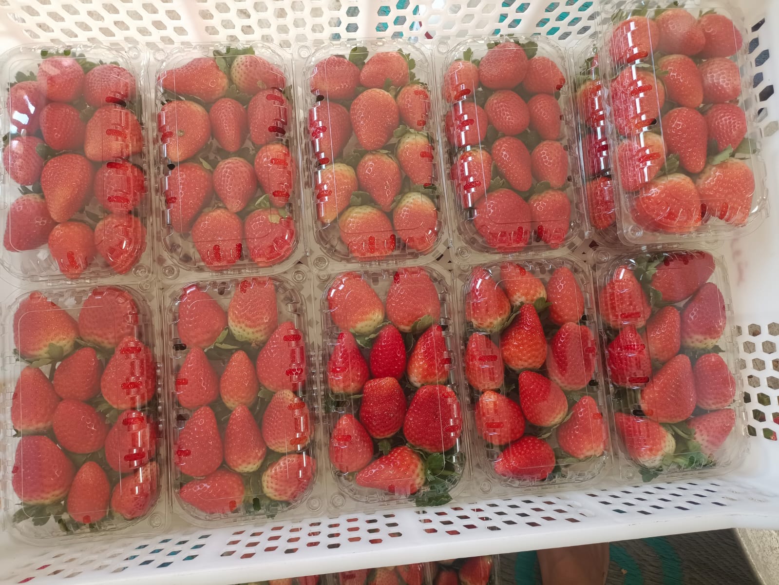 Workers at Select Greens packhouse sorting and preparing strawberries for international shipment.