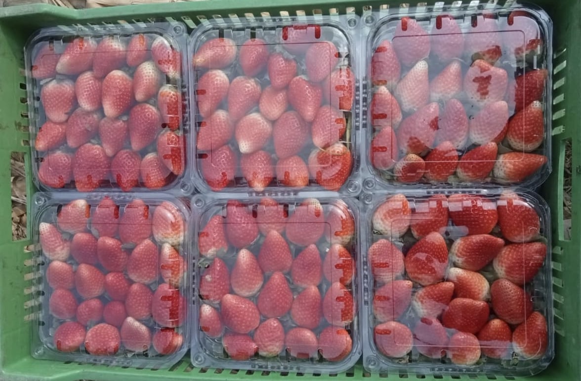 Export-ready pallets of fresh strawberries loaded for air-freight as part of Egypt’s 2025 strawberry season.