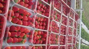 Fresh Egyptian strawberries packed for export with bright red color and high-quality grading at Select Greens facility.